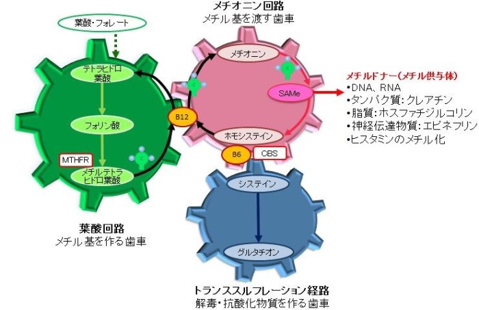 e383a1e38381e382aae3838be383b3