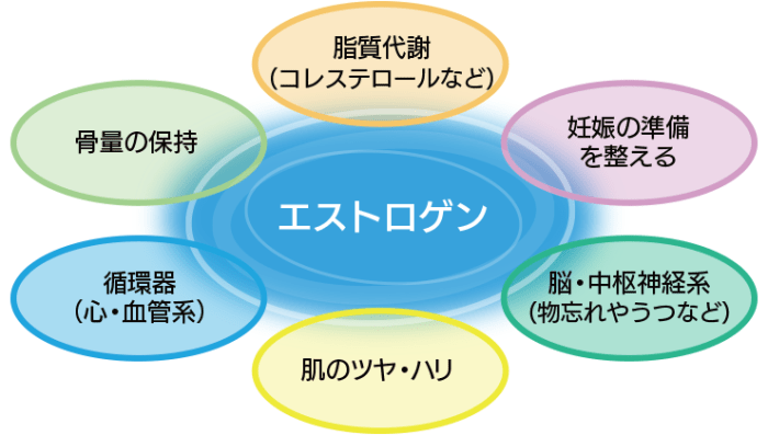 エストロゲン